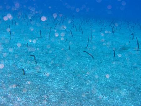 Dive Art,San Sebastian,Gomera,Kanarische Inseln,Spanien