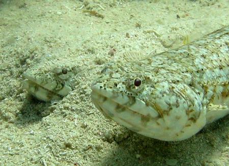 Scuba Native Tauchreisen,Deutschland