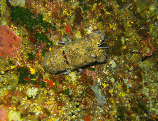 6, Calypso Diving Centre, Marsalforn, Gozo, Malta, Gozo