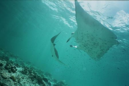 Giravaru,Planeta Divers,Malediven