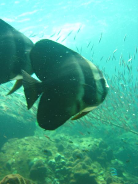 Dive And Relax,Koh Lanta,Andamanensee,Thailand