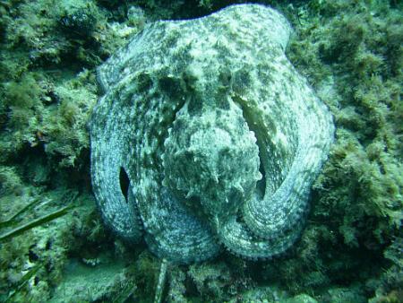 Dive & Fun,Cala D´Or,Mallorca,Balearen,Spanien