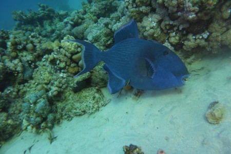 Diving Ocean - Hotel Prima Life Resort,Safaga,Ägypten