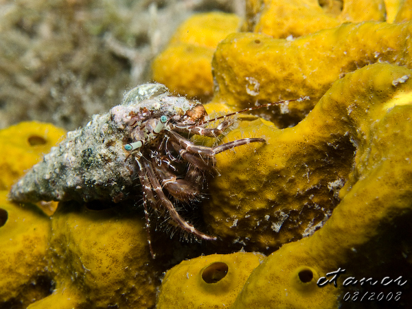 Hausbucht Scuba Valdaliso, Rovinj, Rovinj,Kroatien