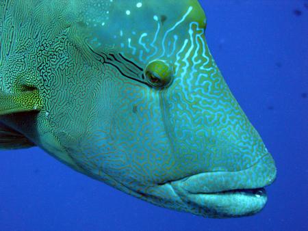 Peleliu Divers,Blue Dolphin Resort,Peleliu Island,Palau