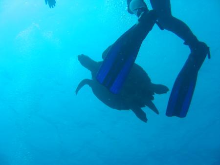 Extra Divers,Iberotel Lido Sharm,Sharm el Sheikh,Sinai-Süd bis Nabq,Ägypten