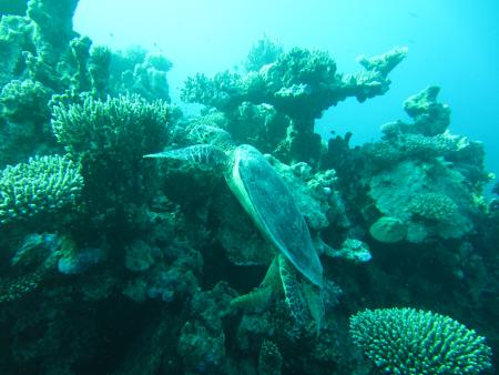 diving.DE el Flamenco,El Quseir bis Port Ghalib,Ägypten