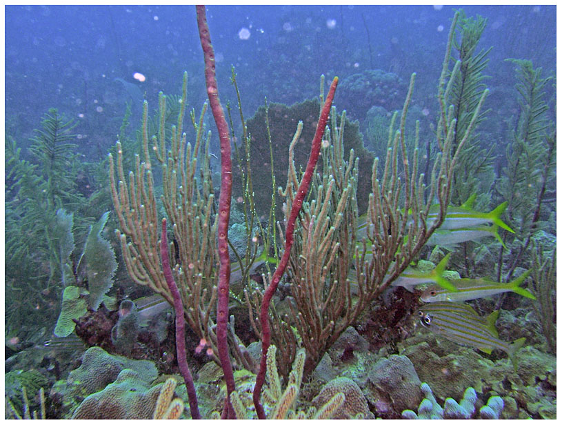 Bayahibe, Bayahibe,Dominikanische Republik