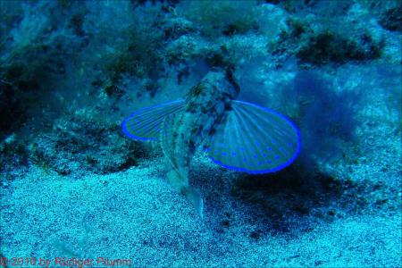 Buceo-Sub La Palma,Kanarische Inseln,Spanien