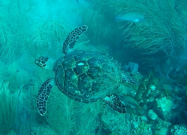 Und immer wieder, Les Baillantes Tortues, Guadeloupe