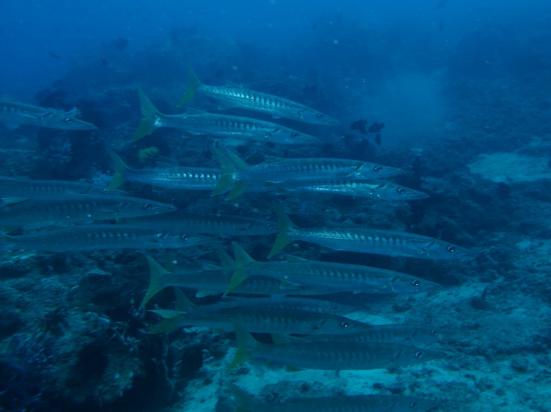 hammerheads and others, Atauro/Outer Reef,Osttimor