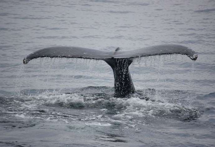 Walflosse, whales, Whalewatching, Humpback whales, Buckelwale, Scuba Coiba, Santa Catalina, Panama