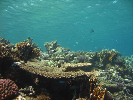 diving.DE el Flamenco,El Quseir bis Port Ghalib,Ägypten