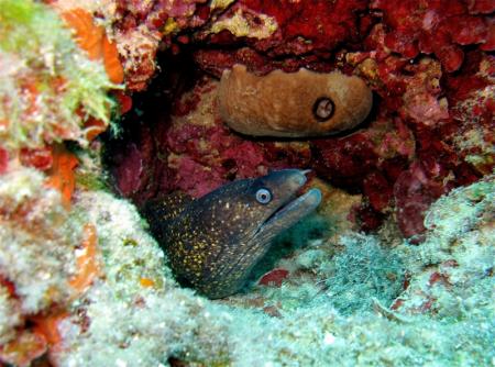 Dive & Fun,Cala D´Or,Mallorca,Balearen,Spanien