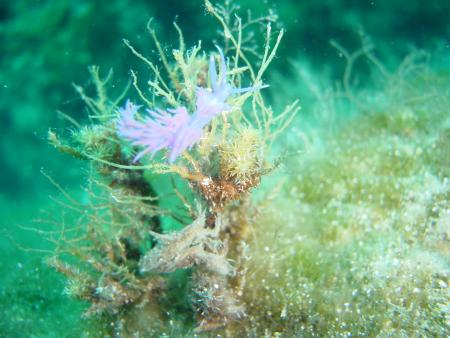 Herbies Diving Paradise,Protaras,Zypern
