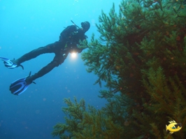 In der Tiefe: Schwarze Korallen, Tieftauchen, Atlantik, Kanaren, La Palma, La Palma Diving Center, La Palma, Spanien, Kanarische Inseln