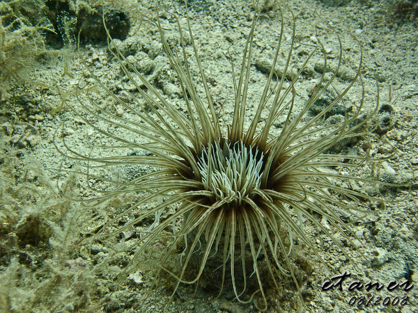 Hausbucht Scuba Valdaliso, Rovinj, Rovinj,Kroatien