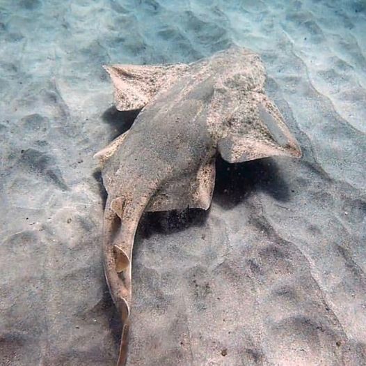 angel shark, Dive Pro Fuerte, Fuerteventura, Spanien, Kanaren (Kanarische Inseln)