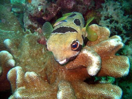 Coco Divers Philippinen,Philippinen