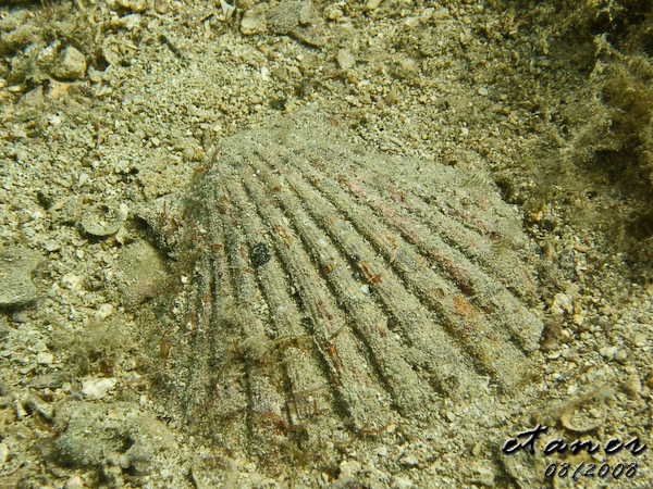 Hausbucht Scuba Valdaliso, Rovinj, Rovinj,Kroatien