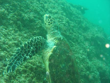 Oman Dive Center (Extra Divers),Muscat,Oman