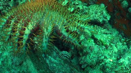 Bleue Marine Divers,Praslin,Seychellen