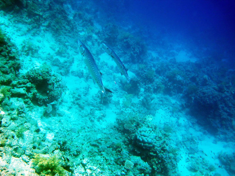 Amphoras: Walhaie, Manta`s uvm., Amphoras Lokal - Sharm el Sheikh,Ägypten