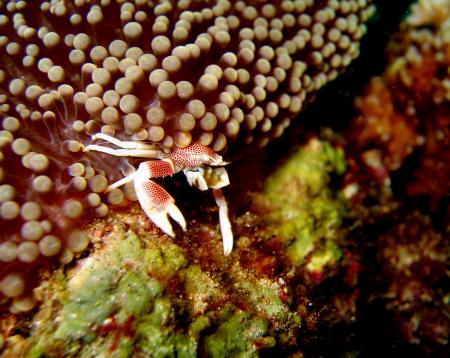 Blue Water Divers,Troux au Biches,Mauritius