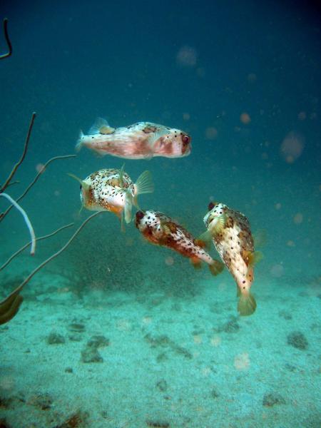 Scuba Pelicano,Isla Margarita,Juan Griego / Venezuela,Venezuela