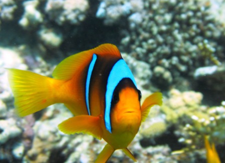 Diving Ocean - Hotel Prima Life Resort,Safaga,Ägypten