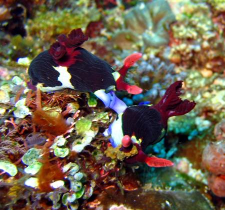 Abwonderdive Dive Resort  Small Lalaguna Puerto Galera.,Philippinen