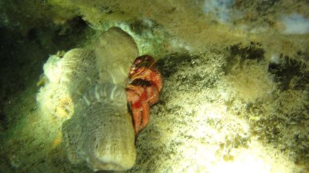 Diving Nettuno,Italien