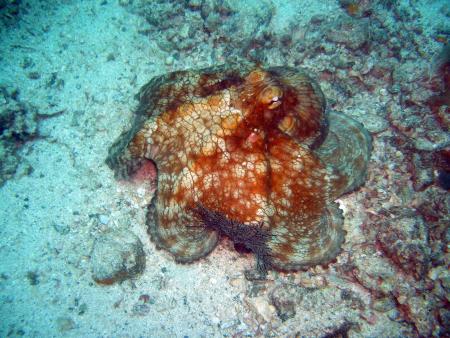 Scuba Pelicano,Isla Margarita,Juan Griego / Venezuela,Venezuela