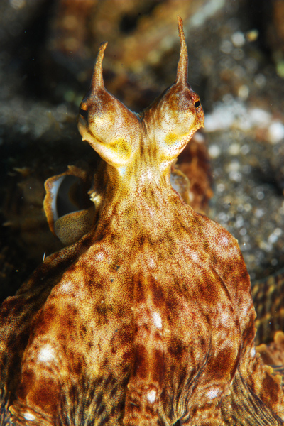 Lembeh strait, Lembeh Strait,Nord Sulawesi,Indonesien