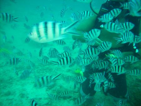 Calypso Diving,Koh Samui,Golf von Thailand,Thailand
