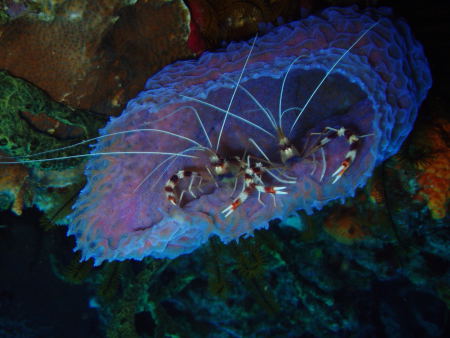 DiveSaintLucia,Rodney Bay,St. Lucia