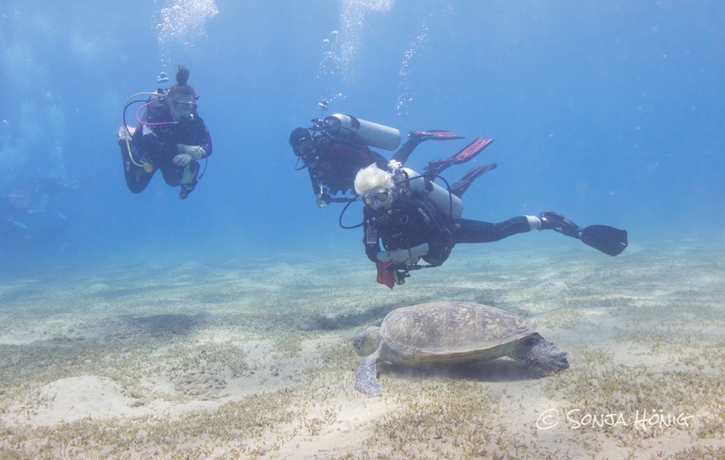 Abu Dabab, diving.DE Akassia, Ägypten, El Quseir bis Port Ghalib