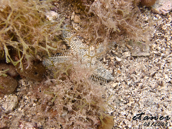 Hausbucht Scuba Valdaliso, Rovinj, Rovinj,Kroatien