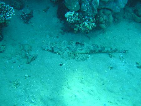 Sinai Divers,Naama Bay,Sharm el Sheikh,Sinai-Süd bis Nabq,Ägypten