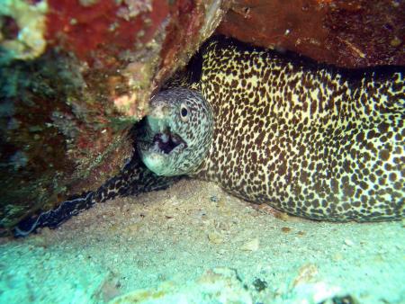 Scuba Pelicano,Isla Margarita,Juan Griego / Venezuela,Venezuela