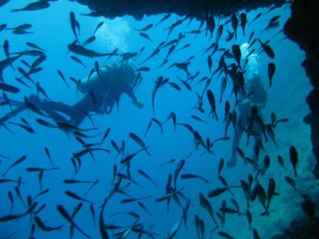 Piranha Divers Okinawa,Japan