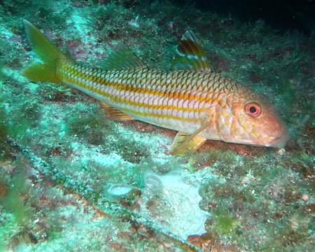 Dive & Fun,Cala D´Or,Mallorca,Balearen,Spanien