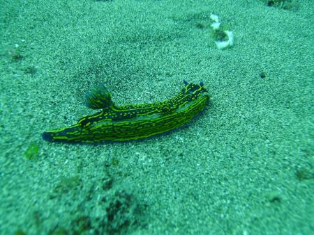 R.C. Diving,Puerto del Carmen,Lanzarote,Kanarische Inseln,Spanien