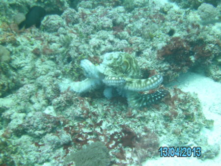 Karafuu Diving (Wimbi Diving),Zanzibar,Tansania