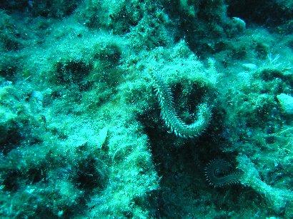 A & P Divers,Incekum (früher in Alanya),Türkei