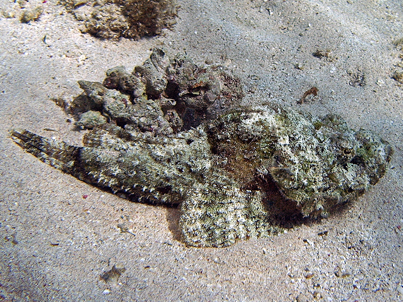 Octopus, Umm Gamar (Hurghada),Ägypten