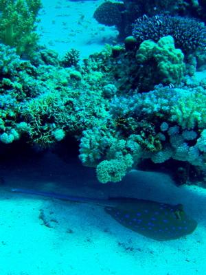 Orca Dive Center Hamata,Zabargad,Marsa Alam und südlich,Ägypten