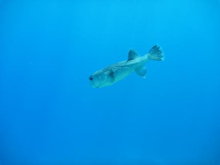 Orca Dive-Center,Soma Bay,Safaga,Ägypten