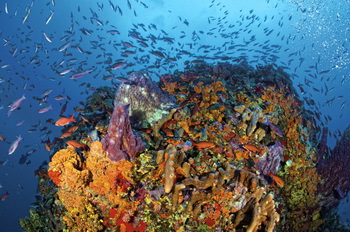 Saba - traumhaftes Tauchen im Naturschutzgebiet, &copy; Cees Timmers