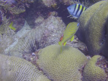 Scuba Pelicano,Isla Margarita,Juan Griego / Venezuela,Venezuela